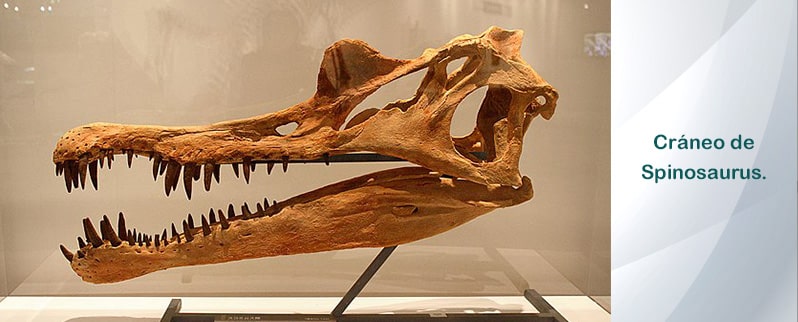 Spinosaurus Craneo