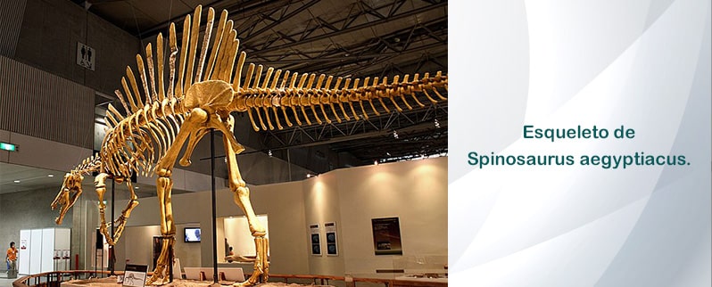 Spinosaurus Esqueleto
