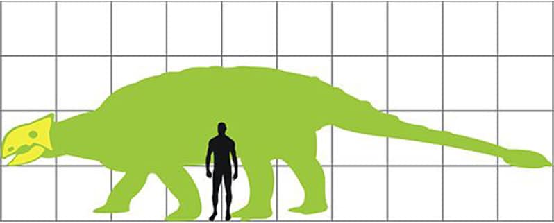 Tamano Ankylosaurus