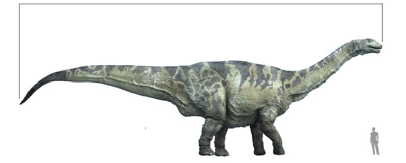 Tamaño Argentinosaurus