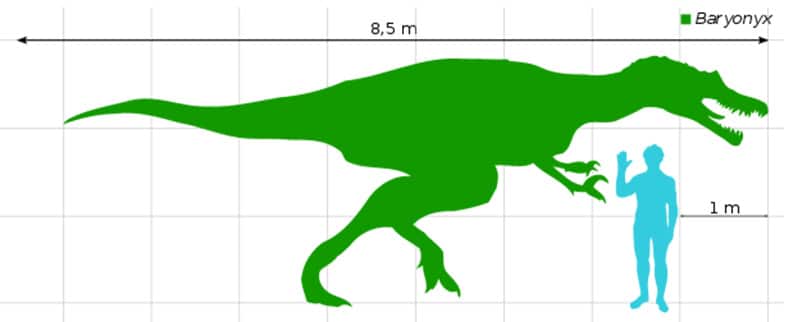 Tamano Baryonyx