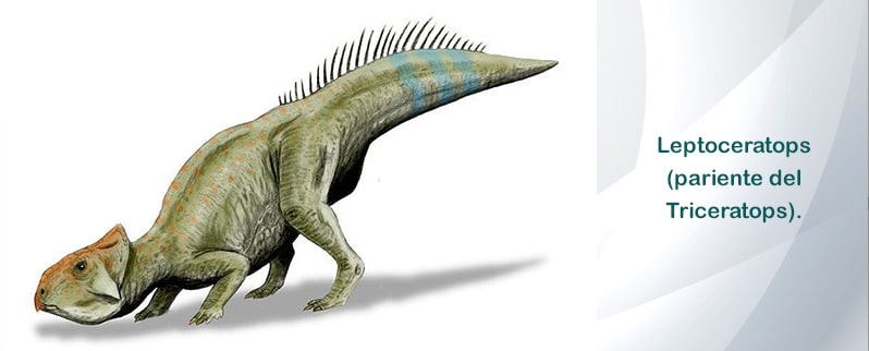 Triceratops Parientes