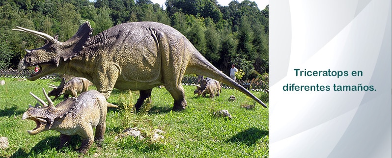 Triceratops Tamaños