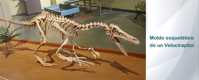 Velociraptor Esqueleto