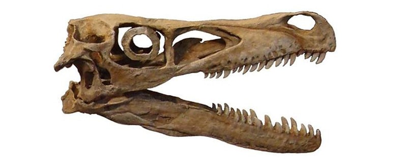 Velociraptor Mandíbula