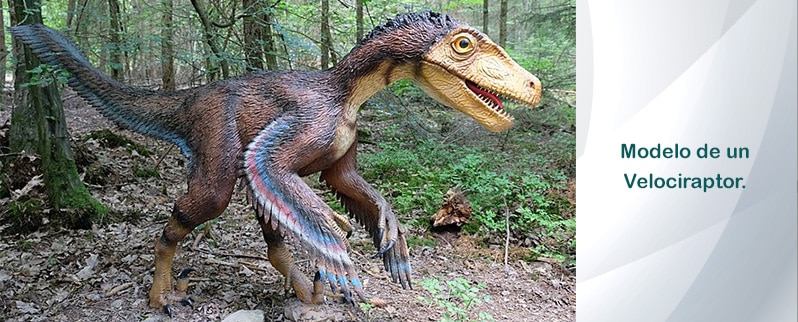 Velociraptor
