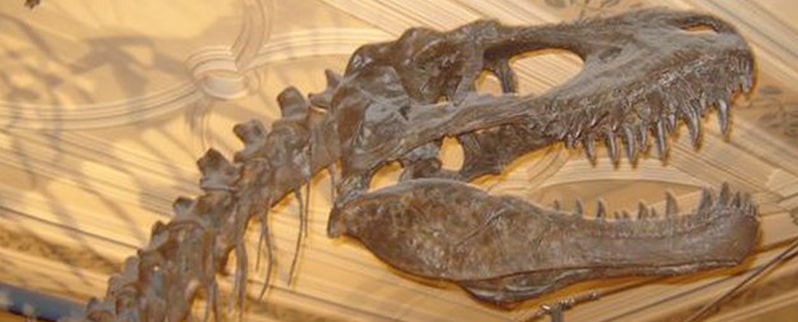 Albertosaurus Cráneo