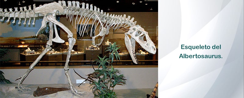 Albertosaurus Esqueleto