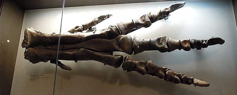 Albertosaurus Pie
