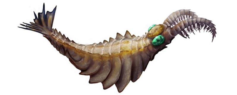 Anomalocaris