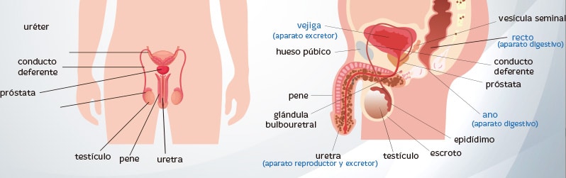 Glándulas anales gato infectadas