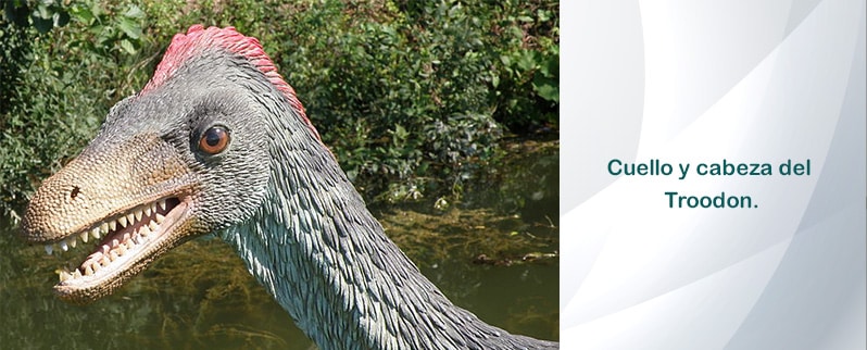 Cabeza Troodon