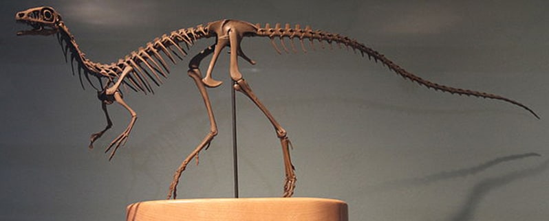 Compsognathus Esqueleto