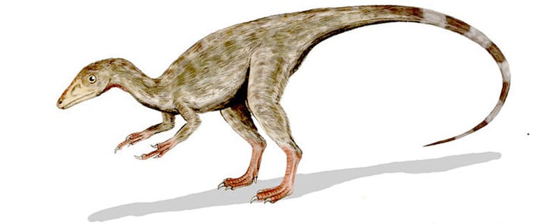 Compsognathus