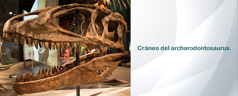 Cráneo Carcharodontosaurus