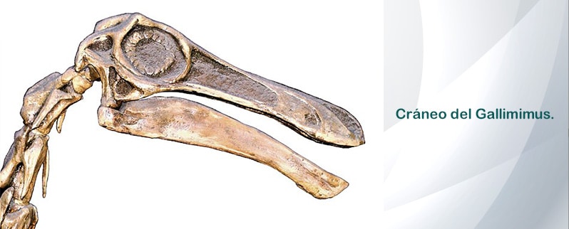 Cráneo Gallimimus