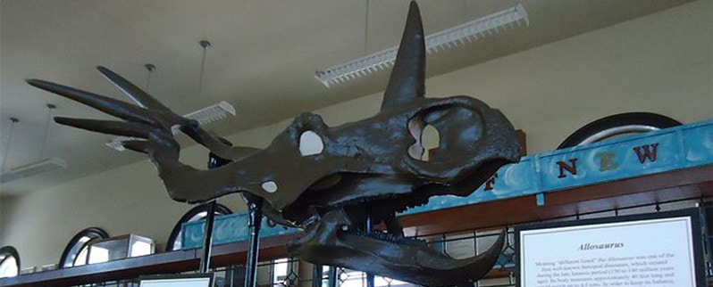Cráneo Styracosaurus