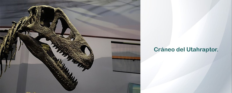 Cráneo Utahraptor