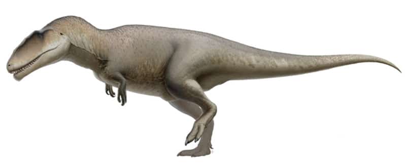 Dinosaurio Carcharodontosaurus