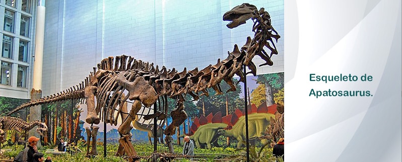 Dinosaurios Grandes Esqueleto
