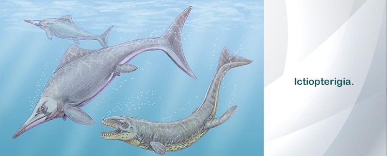 ⭐ Dinosaurios Marinos ⭐ Dinosaurios Marinos