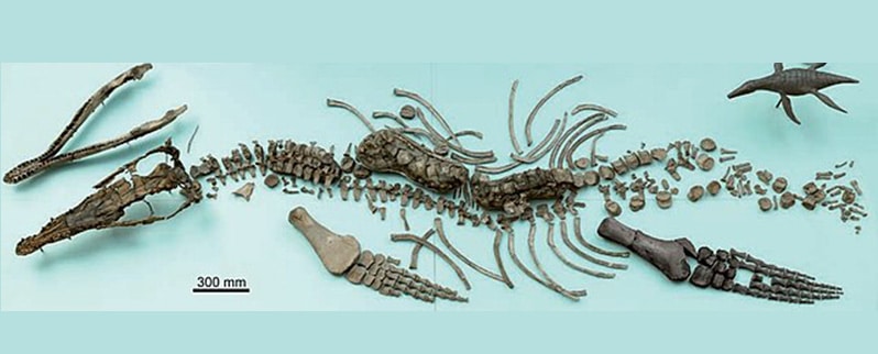 Dinosaurios Marinos Esqueleto
