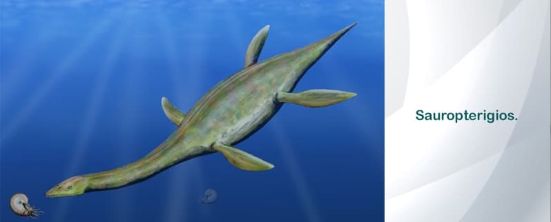 ⭐ Dinosaurios Marinos ⭐ Dinosaurios Marinos