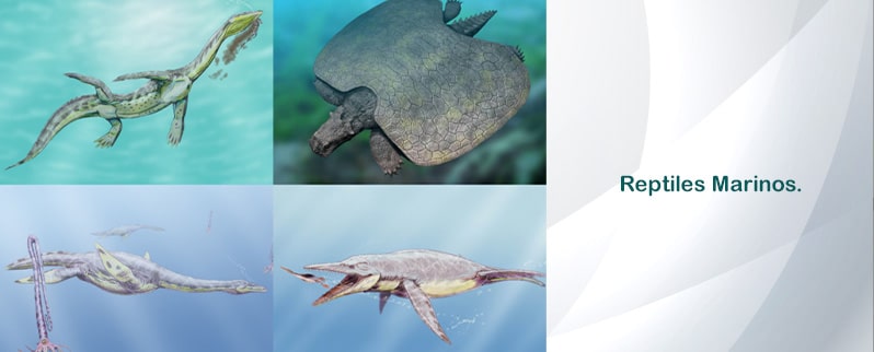 ⭐ Dinosaurios Marinos ⭐ Dinosaurios Marinos