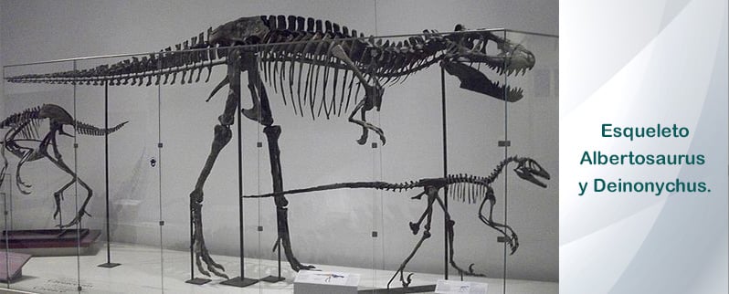 Dinosaurios Omnívoros Esqueleto