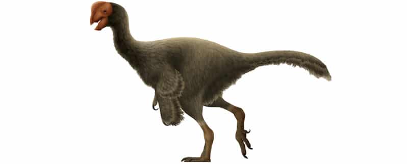 Dinosaurios Omnívoros Dinosaurios Omnívoros