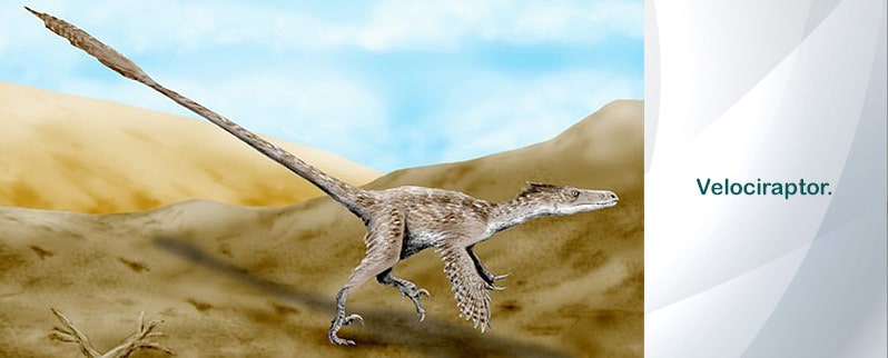 Dinosaurios Pequeños Velociraptor