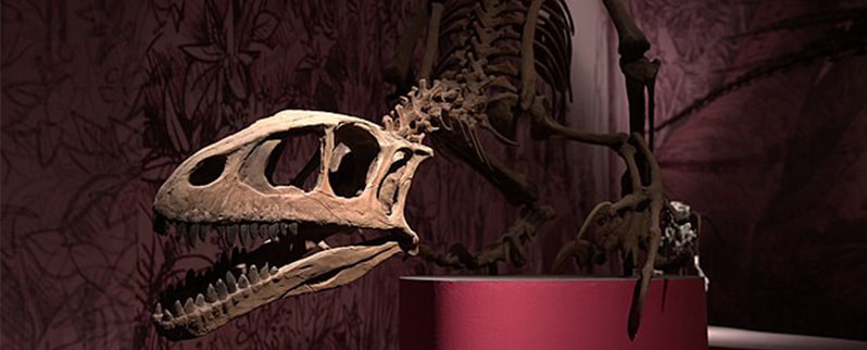 Dinosaurios Terrestres Cráneo