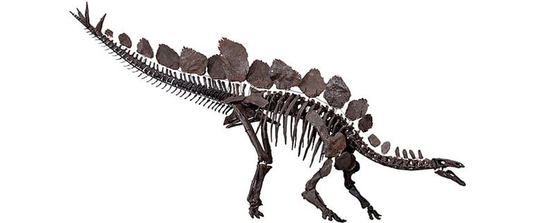 Dinosaurios Terrestres Esqueleto