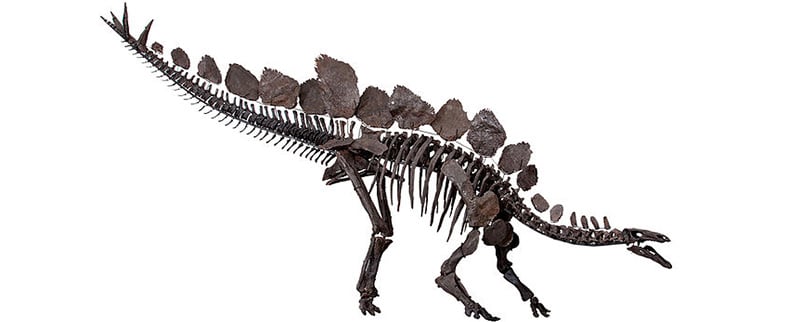 ▷ Dinosaurios Terrestres ▷ Dinosaurios Terrestres