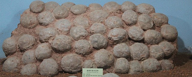 Dinosaurios Terrestres Huevos