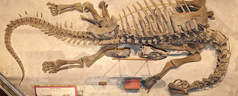 ▷ Dinosaurios Terrestres ▷ Dinosaurios Terrestres