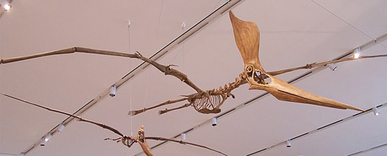 Dinosaurios Voladores Esqueleto