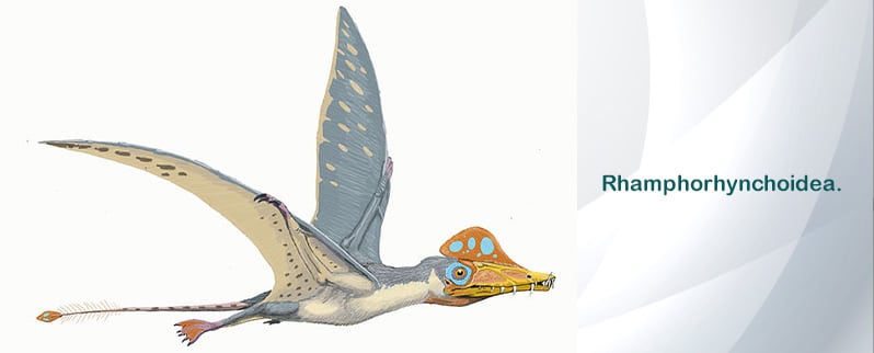 Dinosaurios Voladores Rhamphorhynchoidea