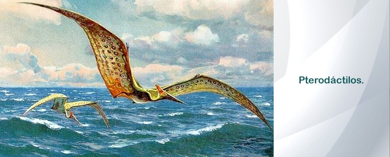 II➤ Dinosaurios voladores II➤ Dinosaurios voladores