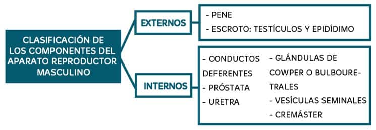 El aparato reproductor masculino