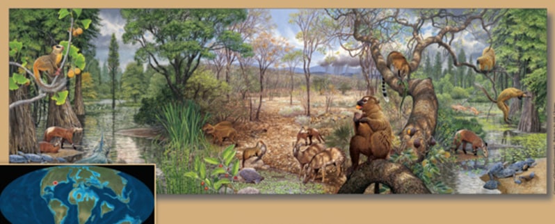 Era Cenozoica paleoceno