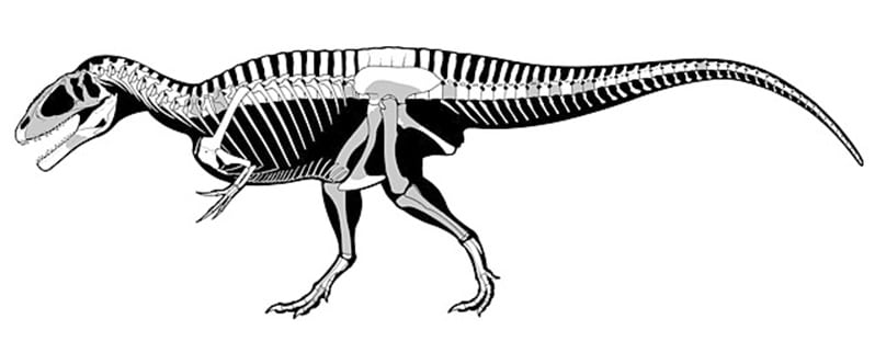 Esqueleto Carcharodontosaurus