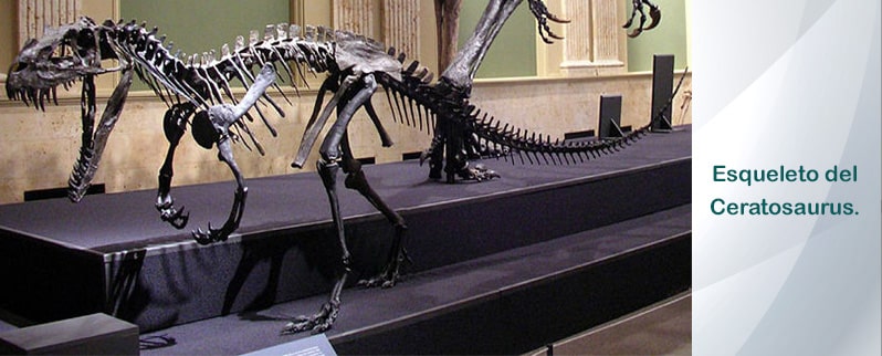 Esqueleto Ceratosaurus