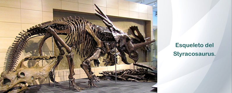 Esqueleto Styracosaurus