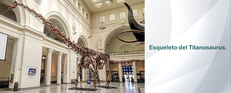 Esqueleto Titanosaurus