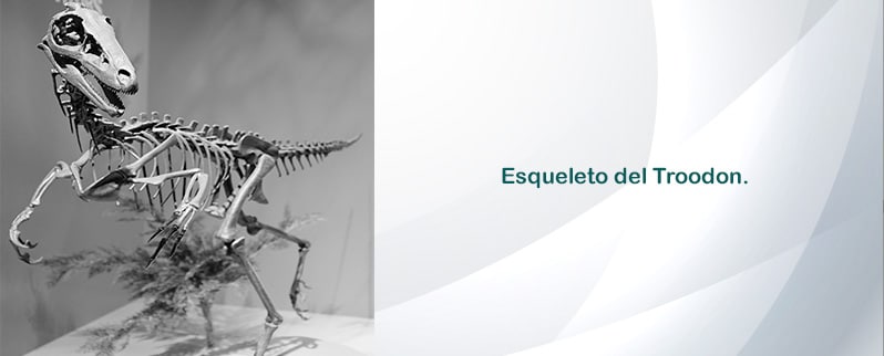 Esqueleto Troodon
