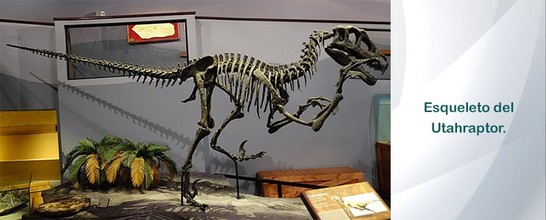 Esqueleto Utahraptor