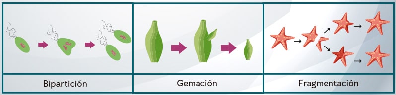 Funciones vitales de los seres vivos para niños de primaria