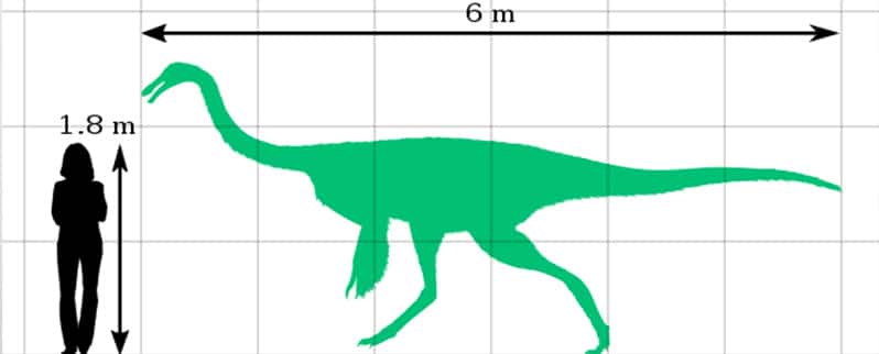 Gallimimus Tamaño