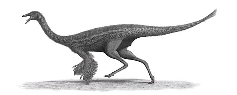 Gallimimus